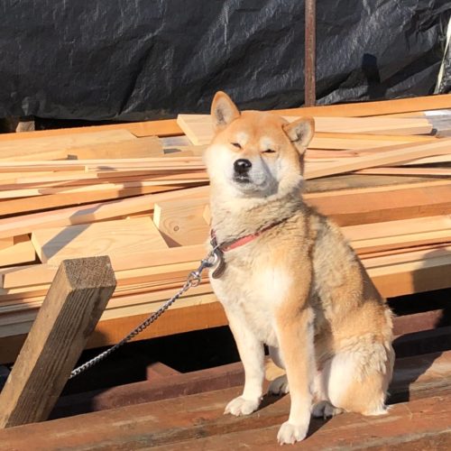 奈良で柴犬なら平野木材