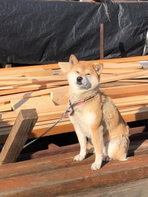 奈良で柴犬なら平野木材