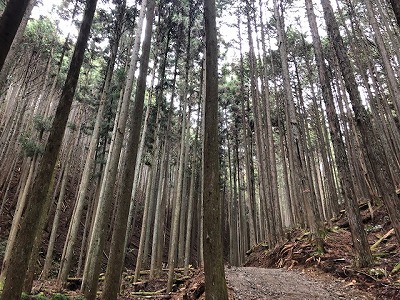 奈良で木の事なら平野木材