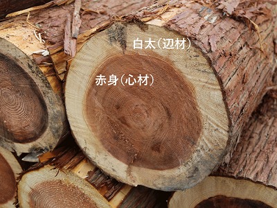 木材赤身と白太